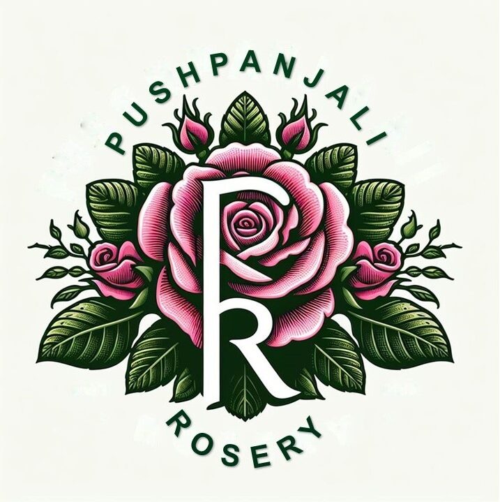 Paradise Rose (H75) - Pushpanjali Rosery