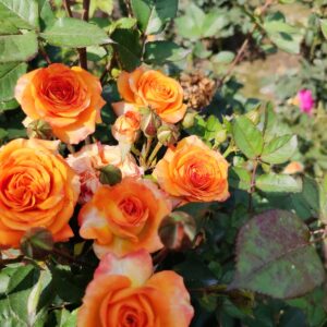 Babe Orange