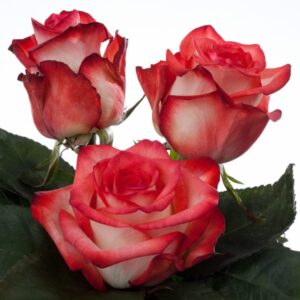 Blush rose, dutch rose, wonderland rose,