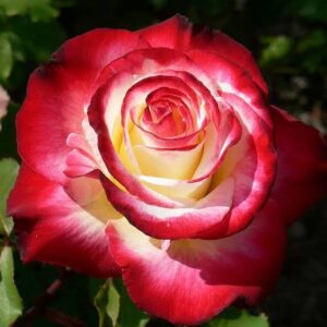 Double Delight, fragrant rose, scemted rose, best scented rose