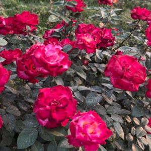 Gardens of the World