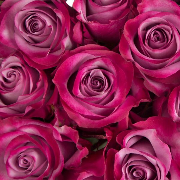 Deep Purple