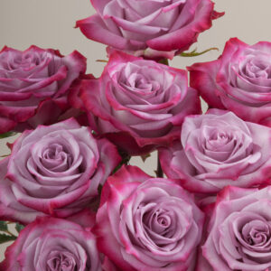 Deep Purple