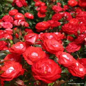 Planten En Blomen